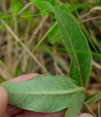 Asclepias ovalifolia