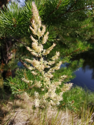 Smiltyninis lendrūnas nuotrauka