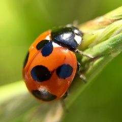 Coccinella septempunctata