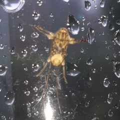 Atrypanius leucopyga