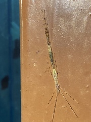 Styringomyia