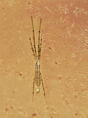Styringomyia