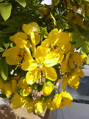 Cassia leptophylla
