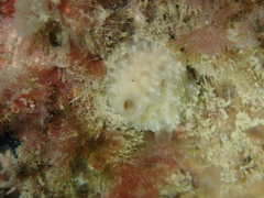 Dysidea fragilis