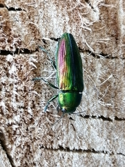 Eurythyrea aurata