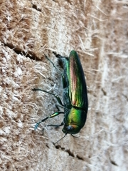 Eurythyrea aurata