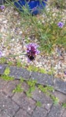 Bombus