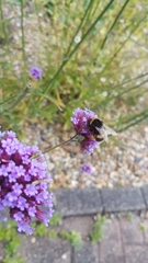 Bombus