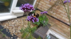 Bombus
