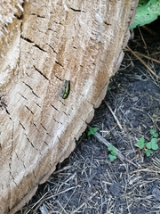 Eurythyrea aurata