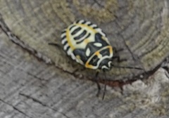 Eurydema ornata