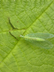 Chrysopa chi
