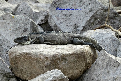 Western Spiny-tailed Iguana