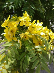 Cassia leptophylla