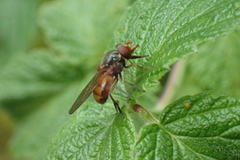 Rhingia