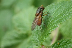 Rhingia