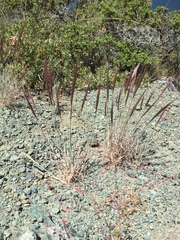 Elymus multisetus