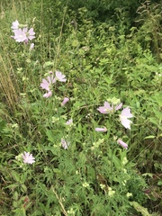 Malva excisa