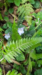 Didymostigma obtusum