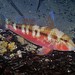 Upeneichthys vlamingii - Photo (c) J. Martin Crossley,  זכויות יוצרים חלקיות (CC BY-NC-SA), הועלה על ידי J. Martin Crossley