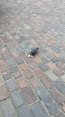 Columba livia domestica