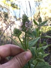 Stachys pycnantha