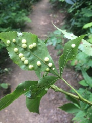 Caryomyia conoidea