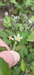 Solanum nigrum