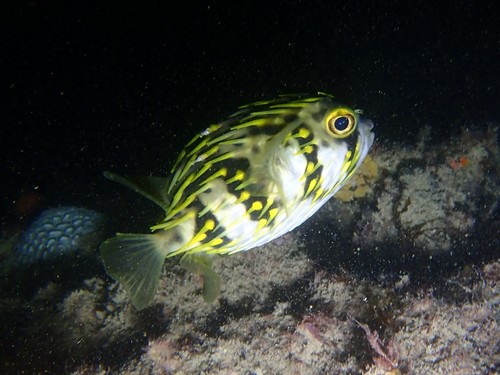 Globefish, photo 6 of 9