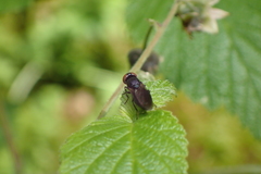 Chrysogaster solstitialis
