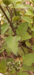 Solanum nigrum