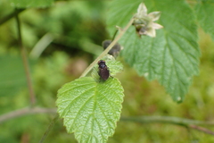 Chrysogaster solstitialis