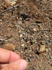 Streptanthus glandulosus secundus