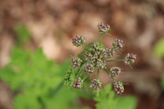 Peucedanum oreoselinum