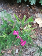 Achillea millefolium