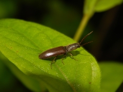 Adiaphorus