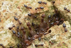 Crematogaster vagula