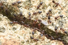 Crematogaster vagula