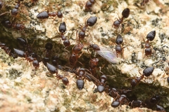 Crematogaster vagula