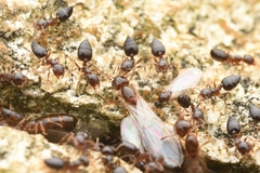 Crematogaster vagula