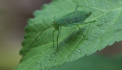 Poecilimon schmidtii