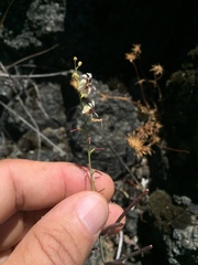 Streptanthus glandulosus secundus