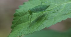 Poecilimon schmidtii