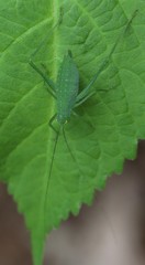 Poecilimon schmidtii