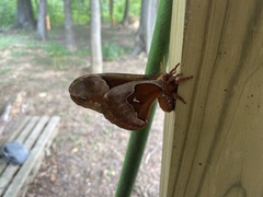 Callosamia angulifera