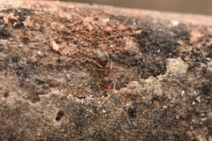 Technomyrmex gibbosus