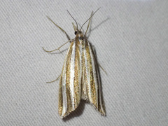 Hednota bivittella