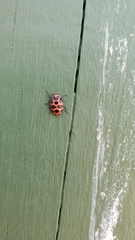 Coleomegilla maculata lengi