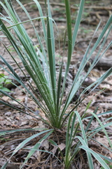 Yucca louisianensis