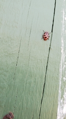 Coleomegilla maculata lengi